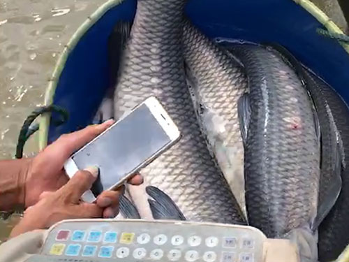 其他水产 (18)