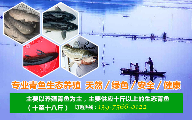 安乡县孝忠水产养殖专业合作社_安乡县生态青鱼|安乡县养殖青鱼|无污染鱼苗