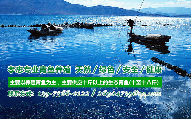 安乡县孝忠水产养殖专业合作社_安乡县生态青鱼|安乡县养殖青鱼|无污染鱼苗