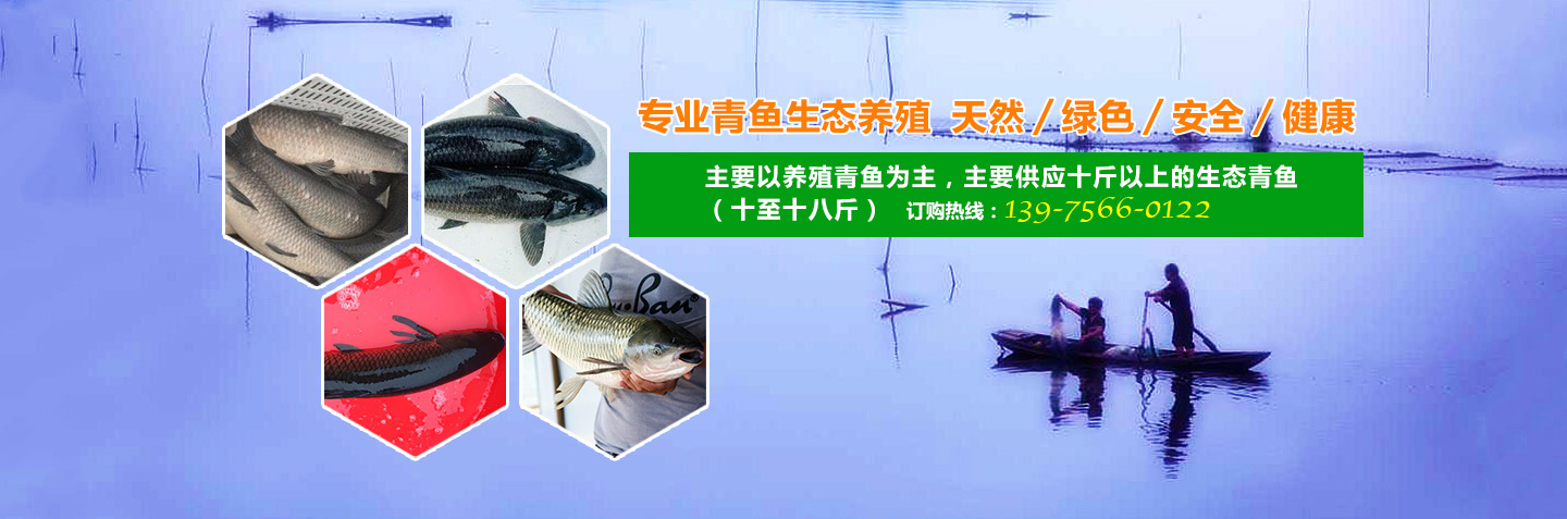 安乡县孝忠水产养殖专业合作社_安乡县生态青鱼|安乡县养殖青鱼|无污染鱼苗